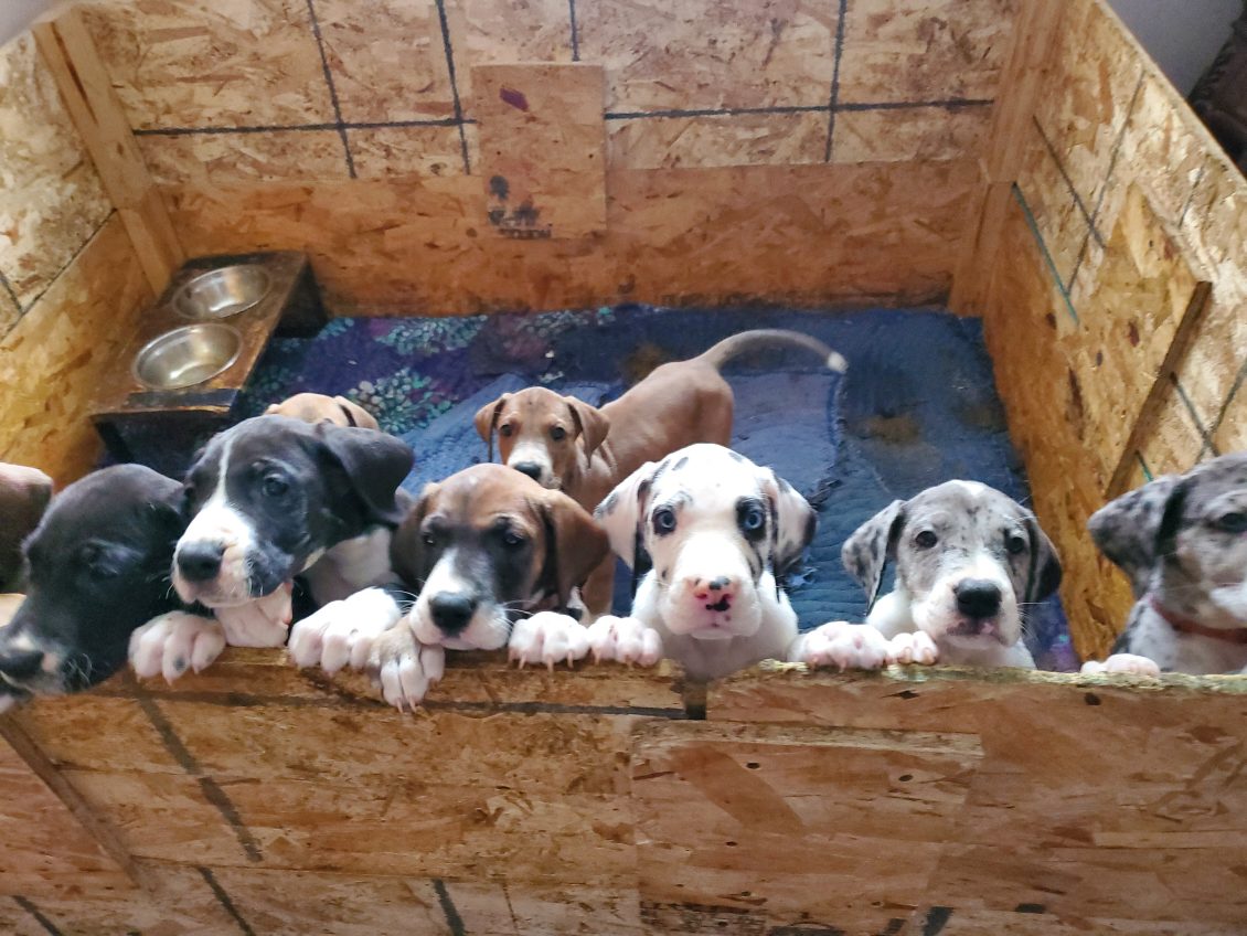 Disney Litter 2022