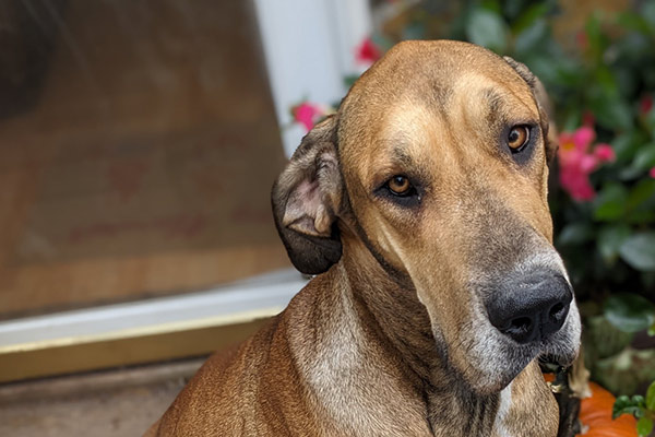Gracie