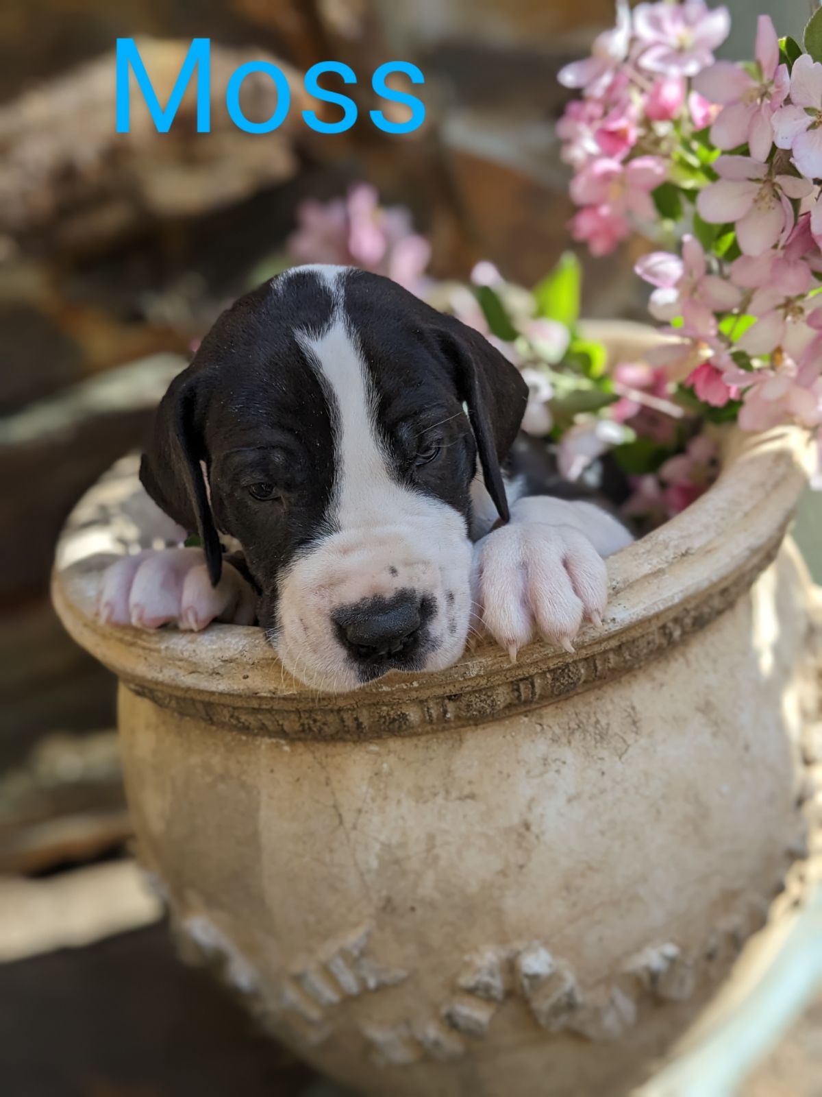 Mantle Great Dane Puppy in a pot with flowers