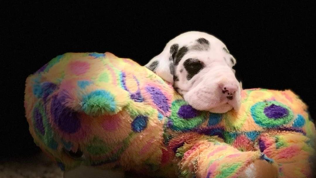 Baby Maybelline