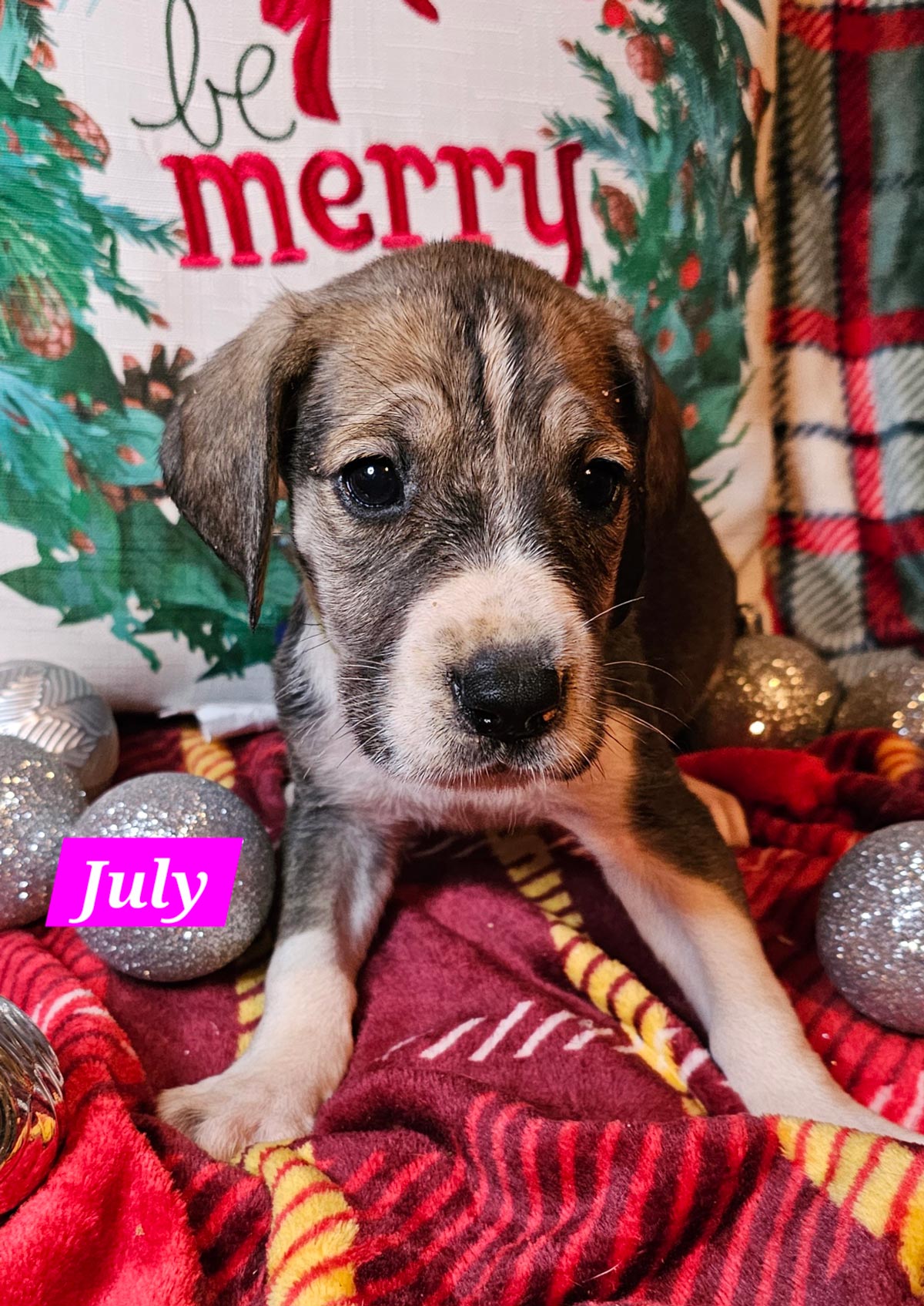 Calendar Litter Gracie X Henry – October 2023