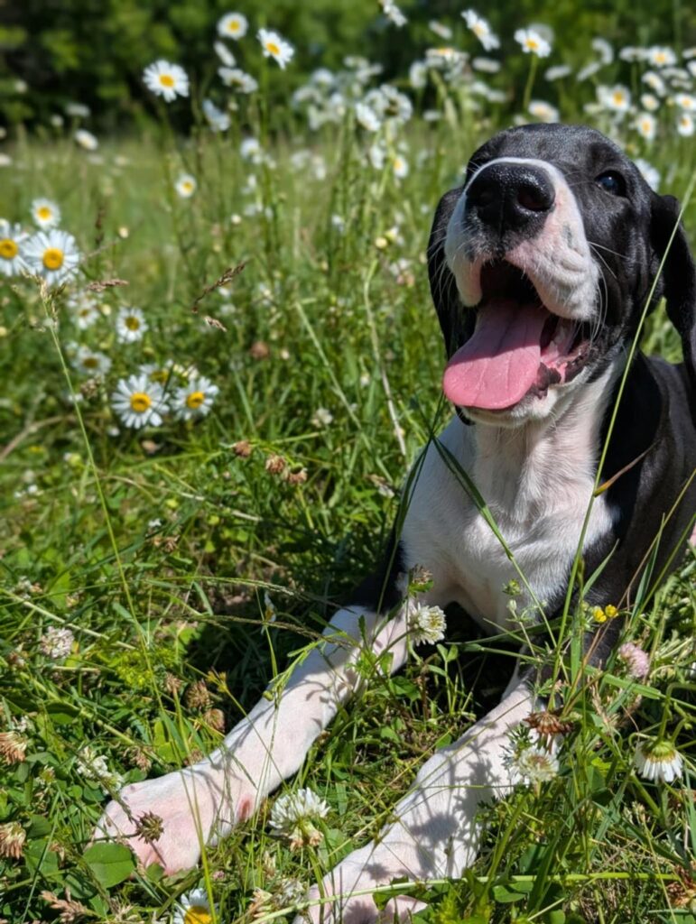 black and white great dane puppy