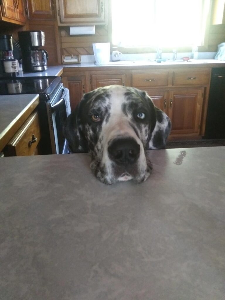 Tyson Great Dane with head on counter