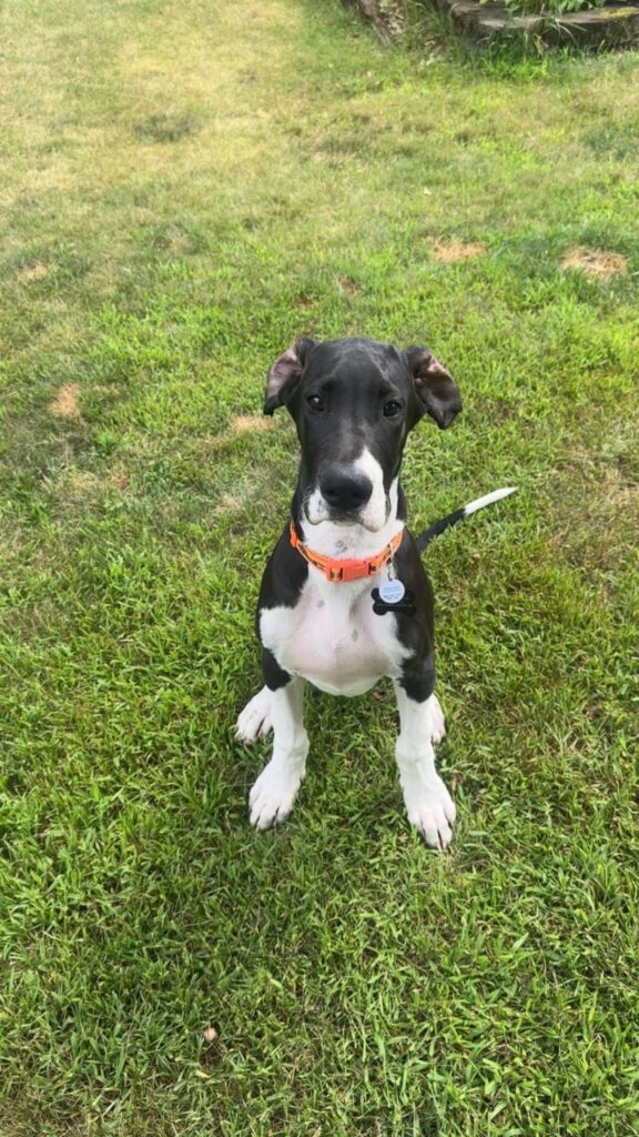 black and white Great Dane