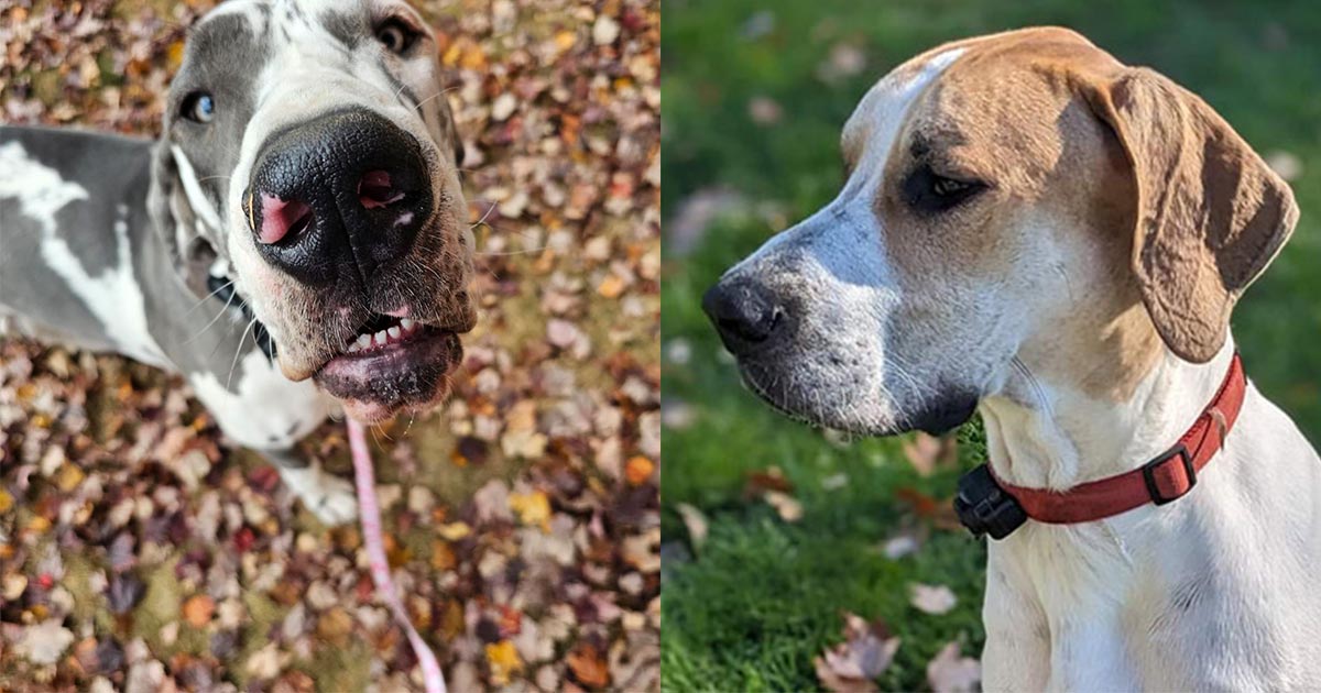 Two Great Danes Evie and Henry