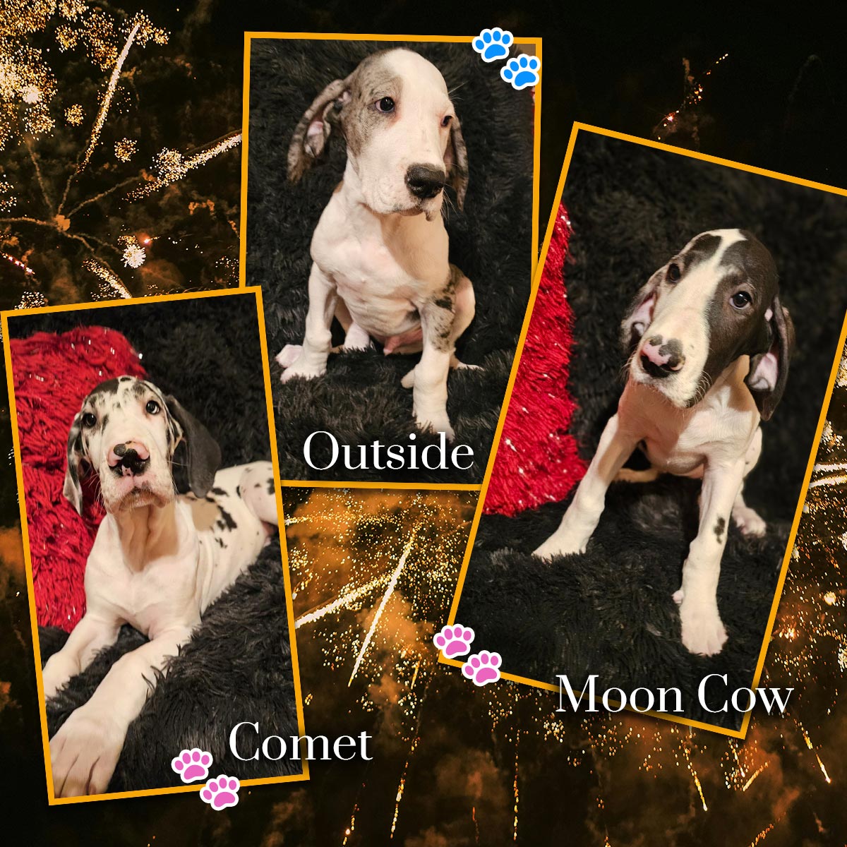 11 week old Great Dane puppies