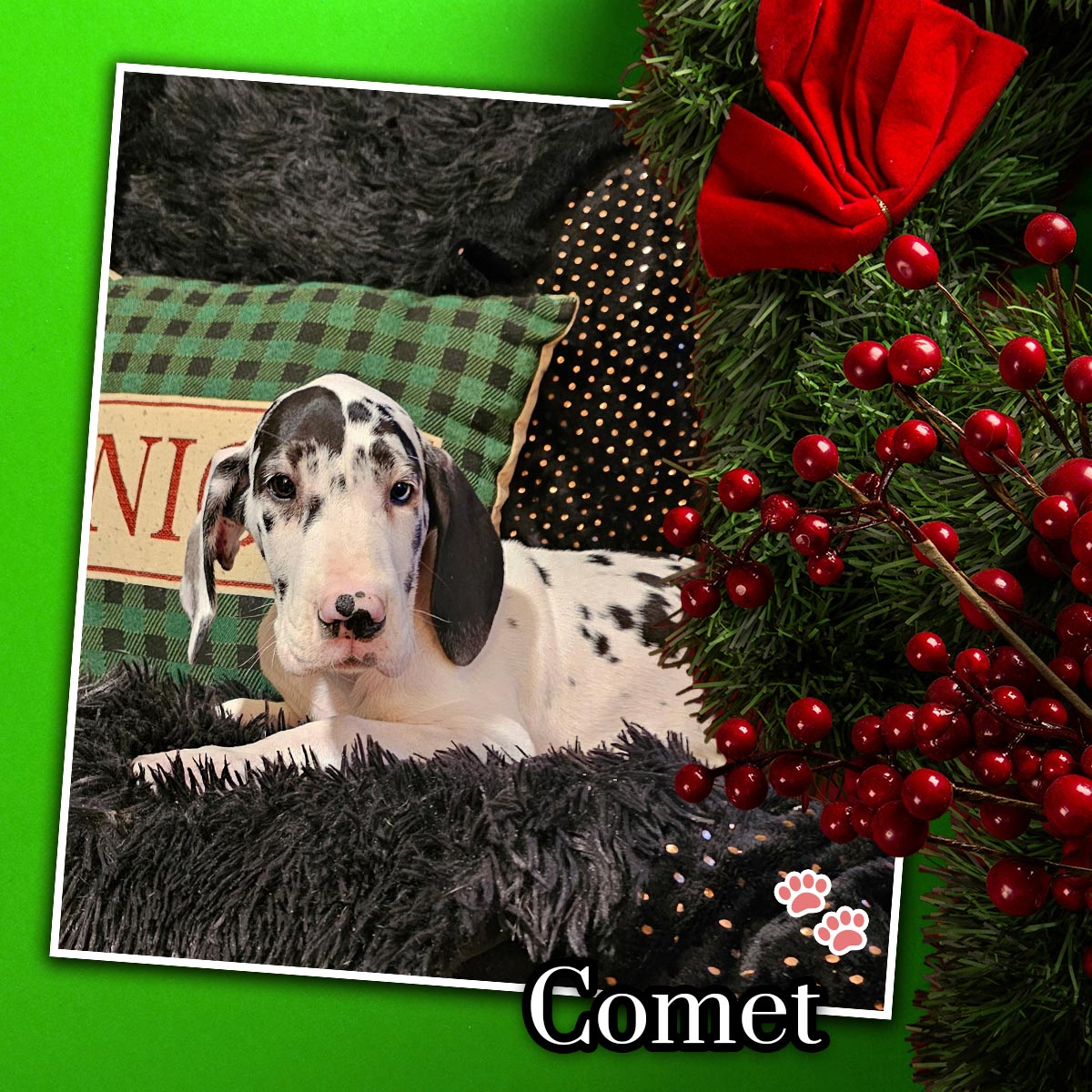 10 week old harlequin Great Dane puppy