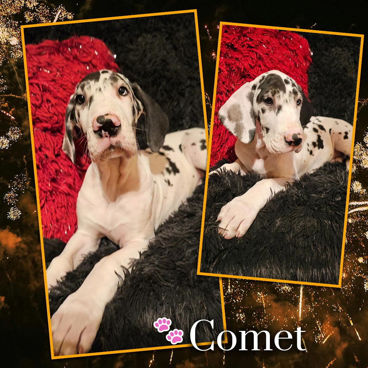 11 week old harlequin Great Dane puppy