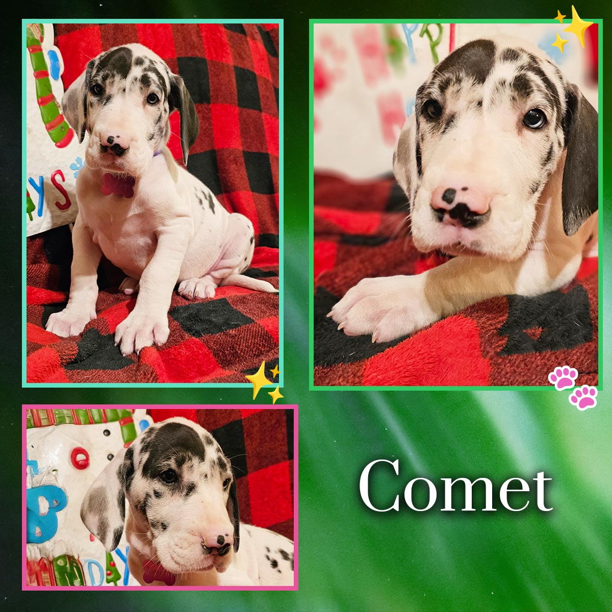 Harlequin 7 week old Great Dane puppy