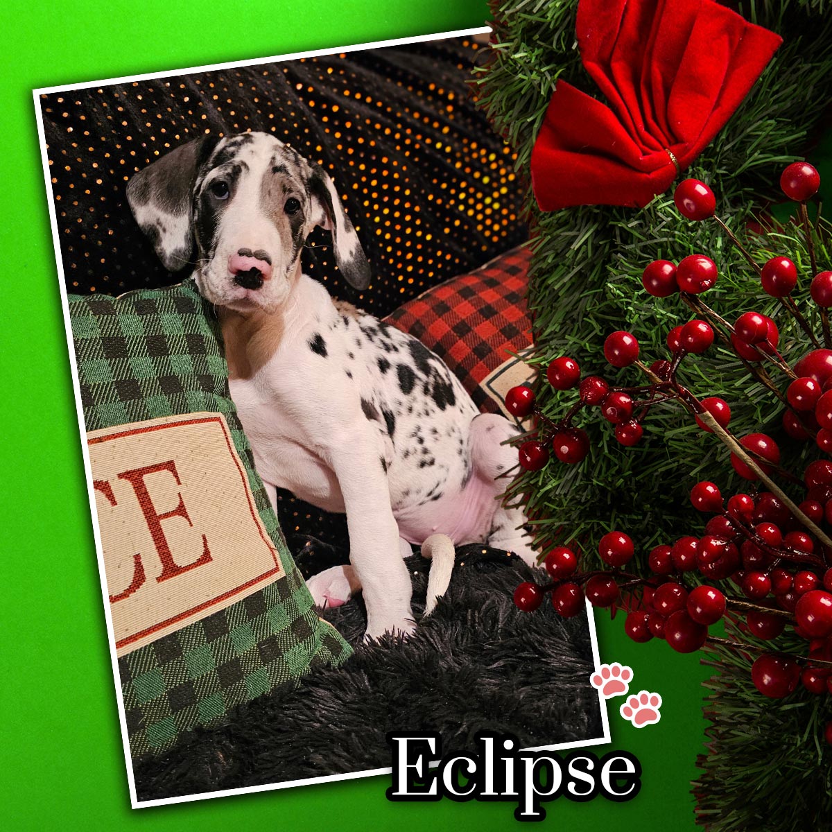 10 week old harlequin Great Dane puppy