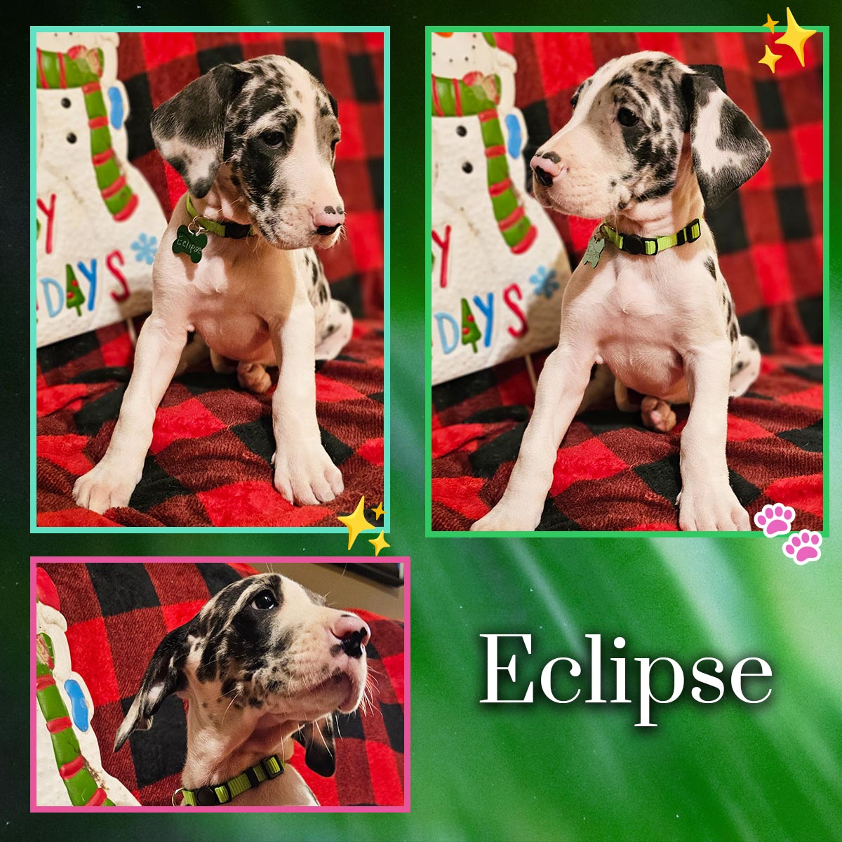 Harlequin 7 week old Great Dane puppy