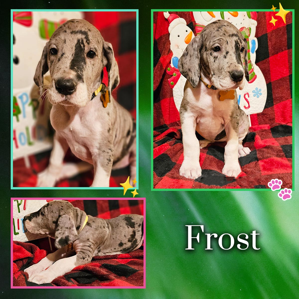 Merle 7 week old Great Dane puppy