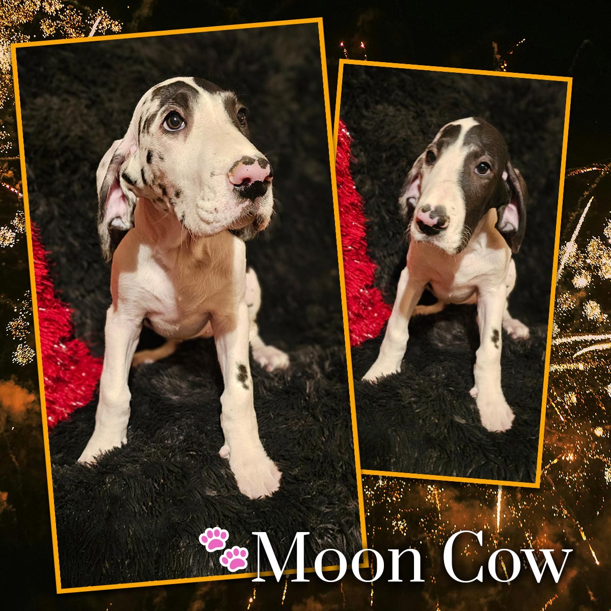 11 week old harlequin Great Dane puppy