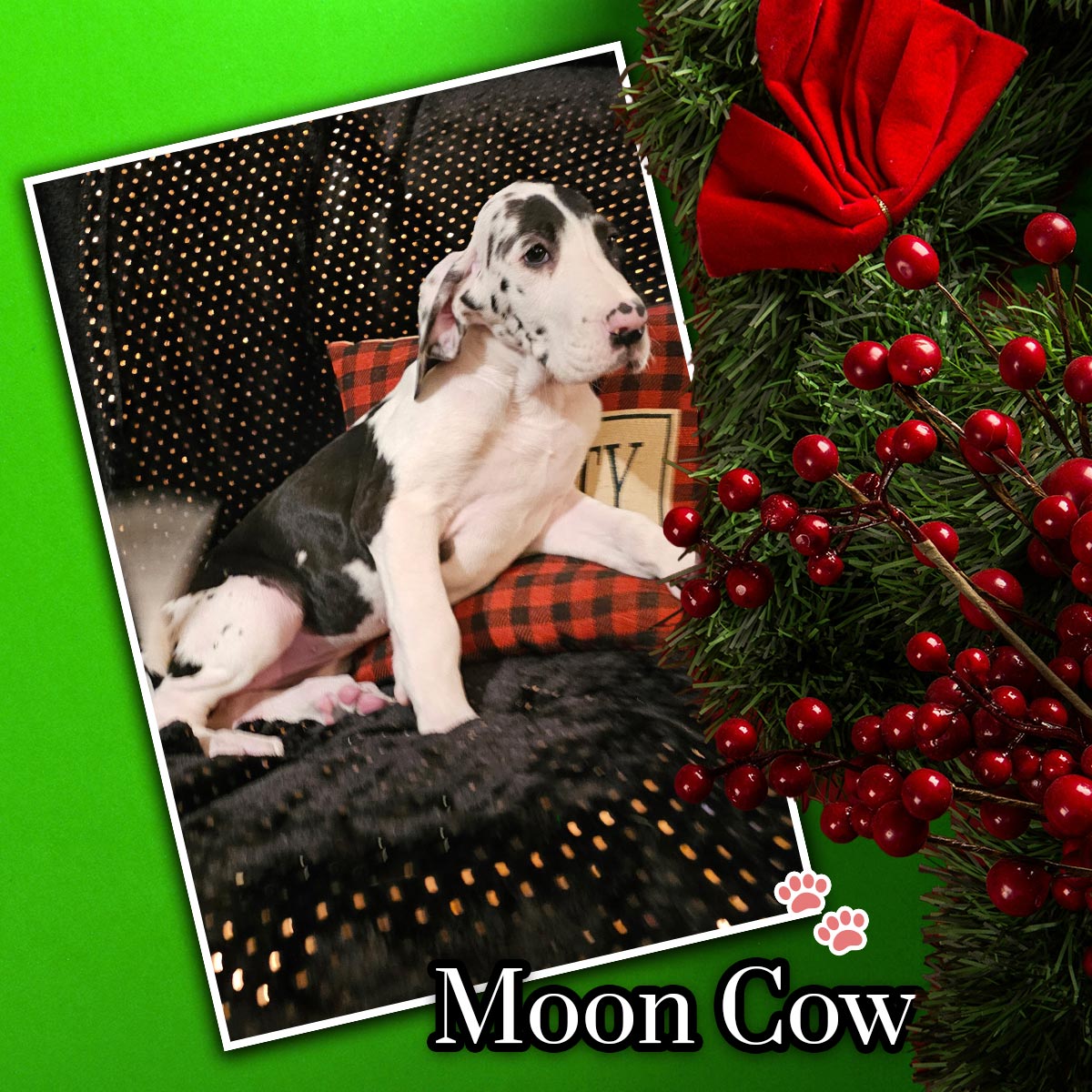 10 week old harlequin Great Dane puppy