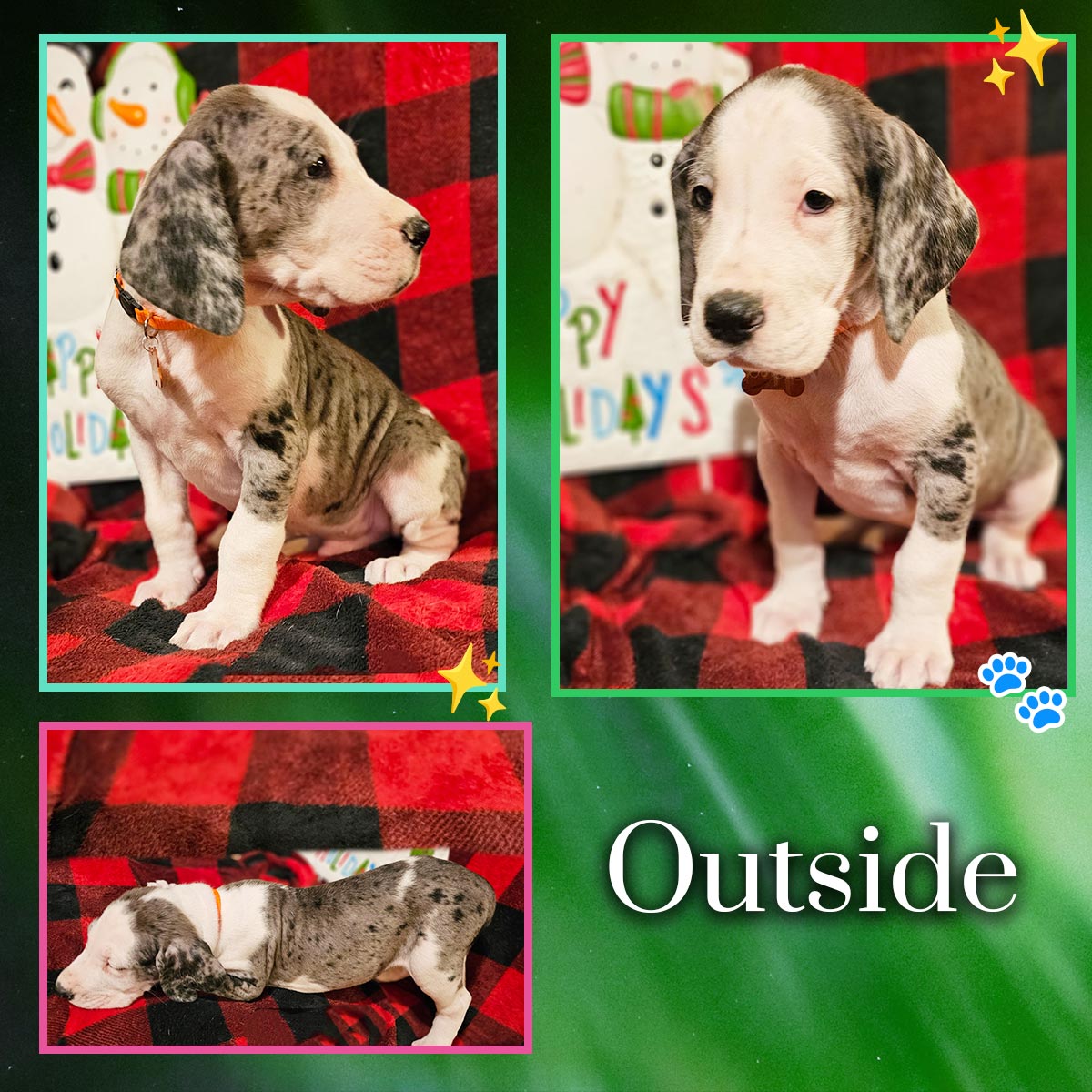 Merle Mantle 7 week old Great Dane puppy