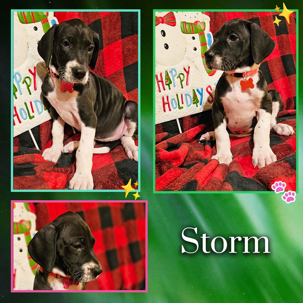 Mantle 7 week old Great Dane puppy