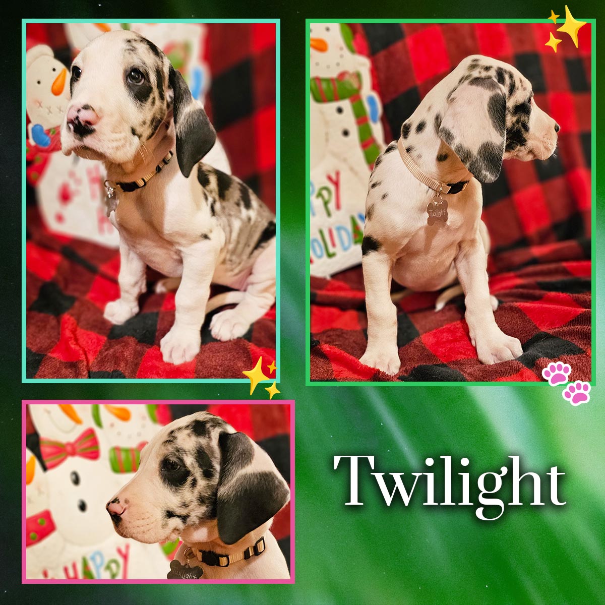 Harlequin 7 week old Great Dane puppy