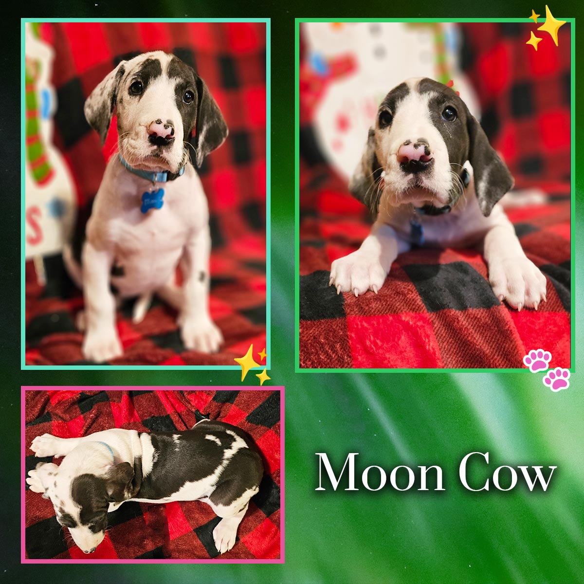 Harlequin 7 week old Great Dane puppy