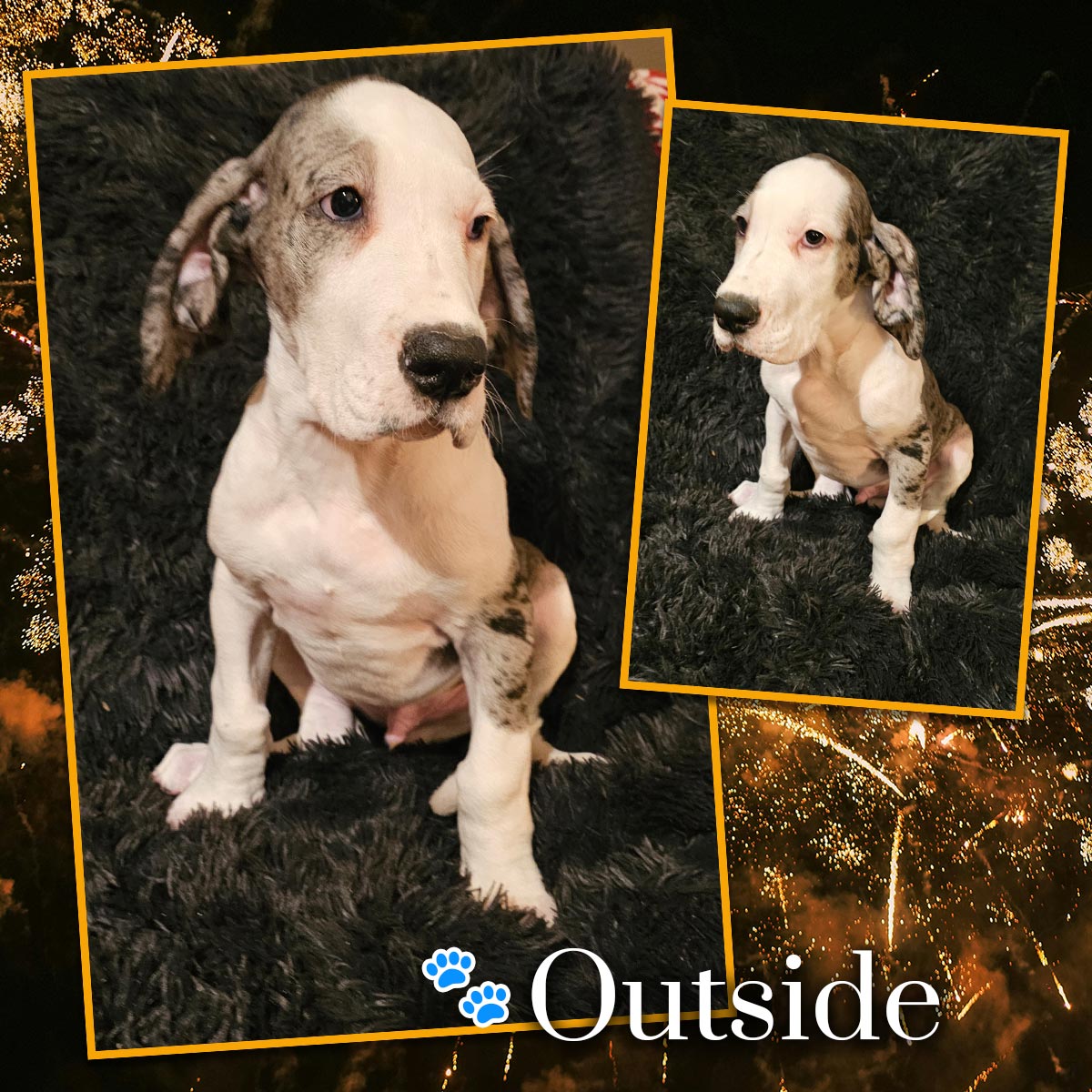 11 week old merle mantle Great Dane puppy