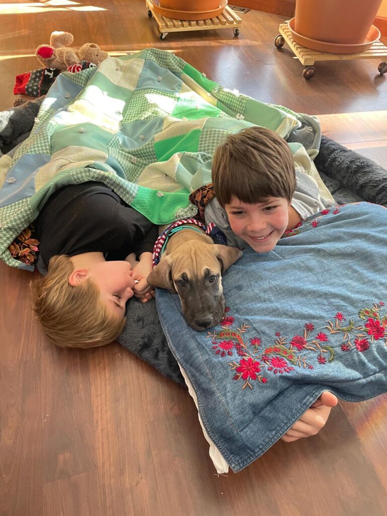 Fawn Great Dane puppy laying with 2 kids under a blanket