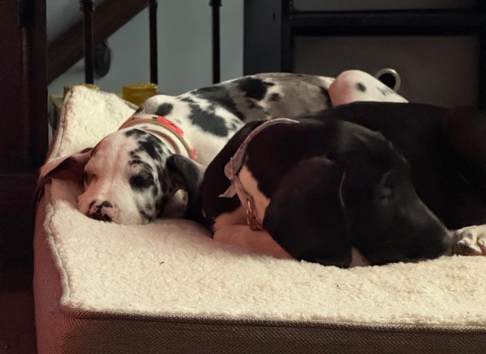 harlequin  and mantle Great Dane puppies sleeping on a bed