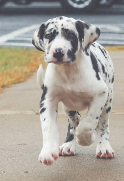 harlequin Great Dane puppy running