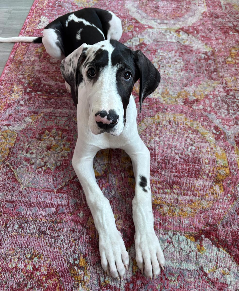 Poppy the harlequin Great Dane puppy 