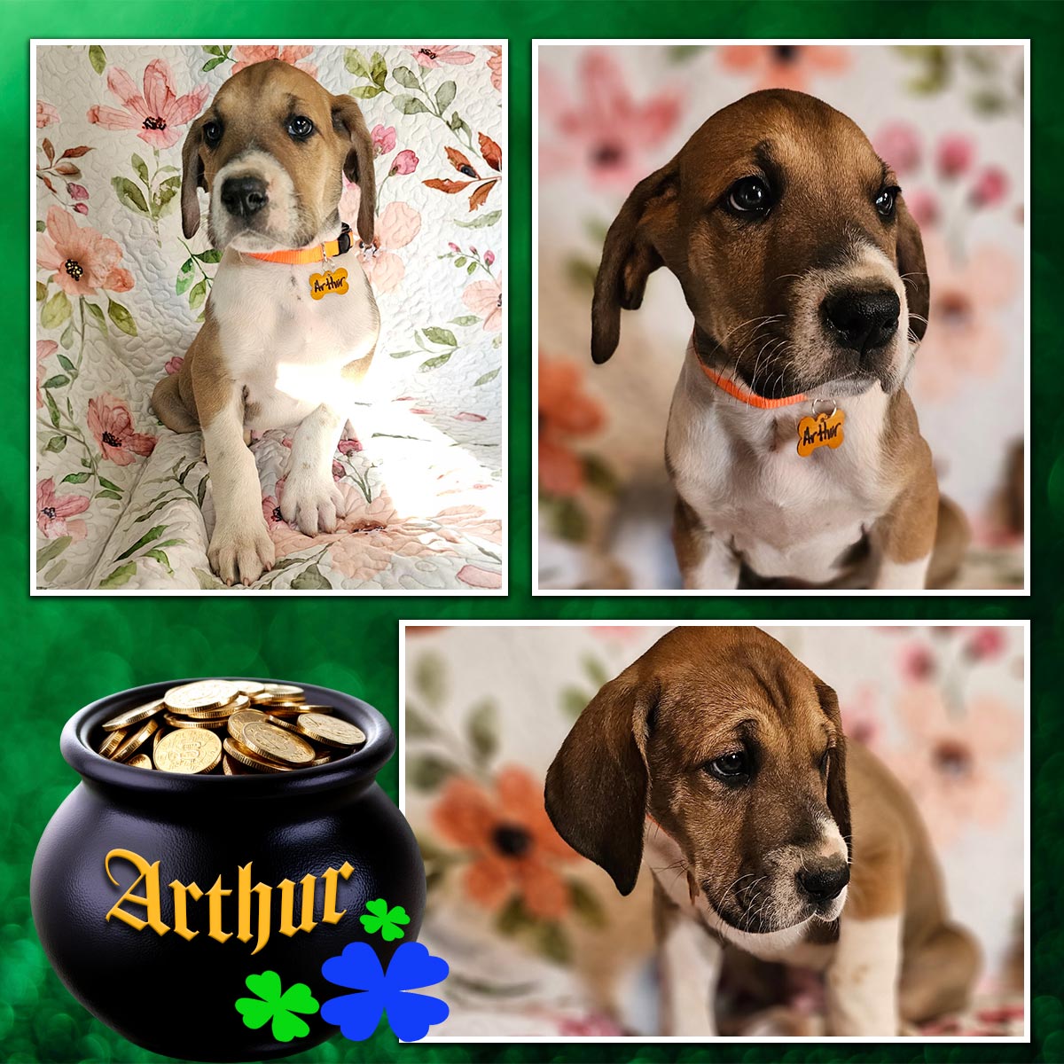 fawn Great Dane puppy