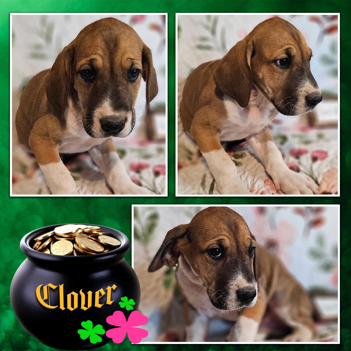fawn Great Dane puppy