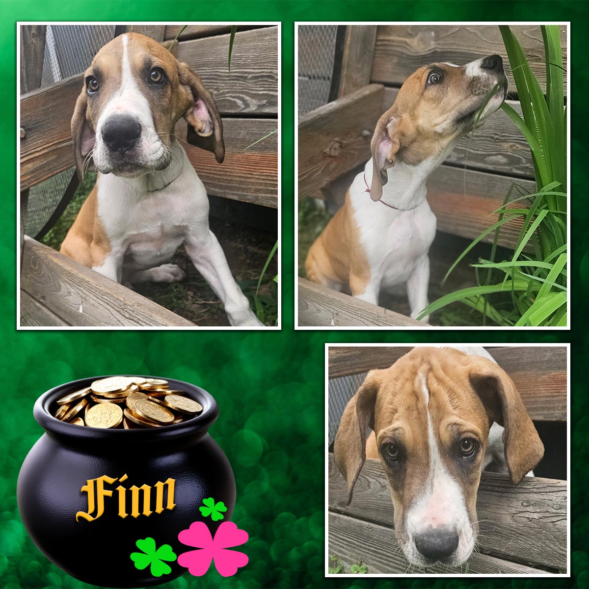 12 week old fawn Great Dane puppy