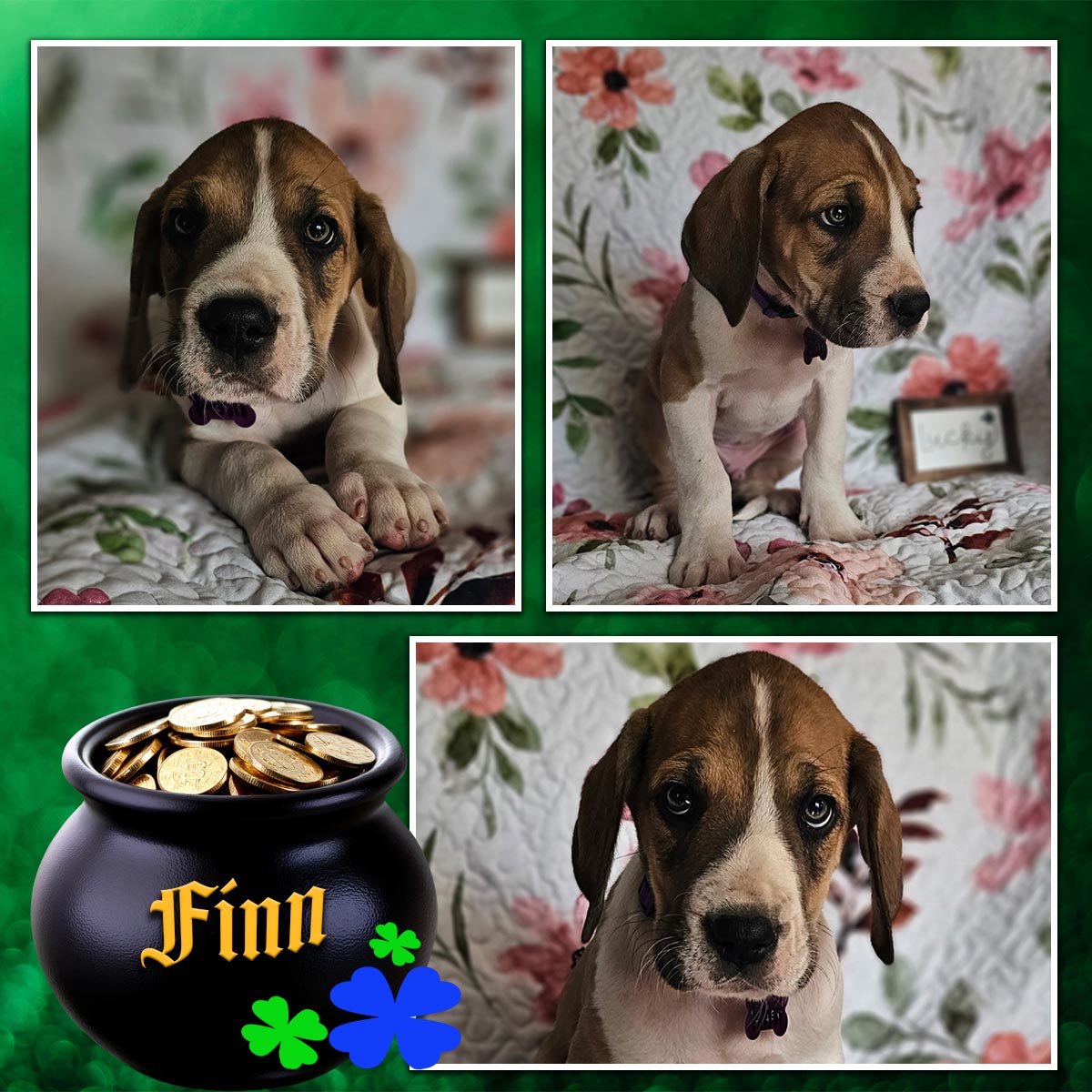 fawn Great Dane puppy