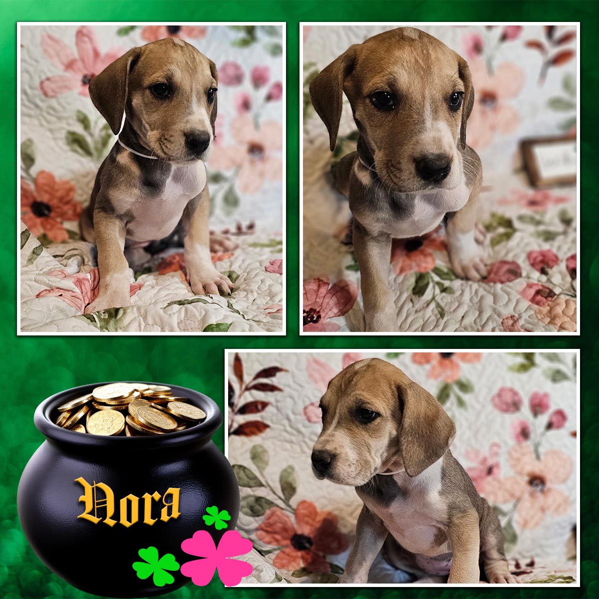 fawn Great Dane puppy