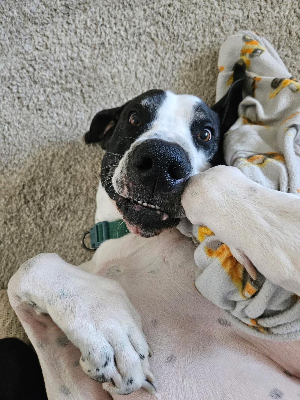 piebald Great Dane